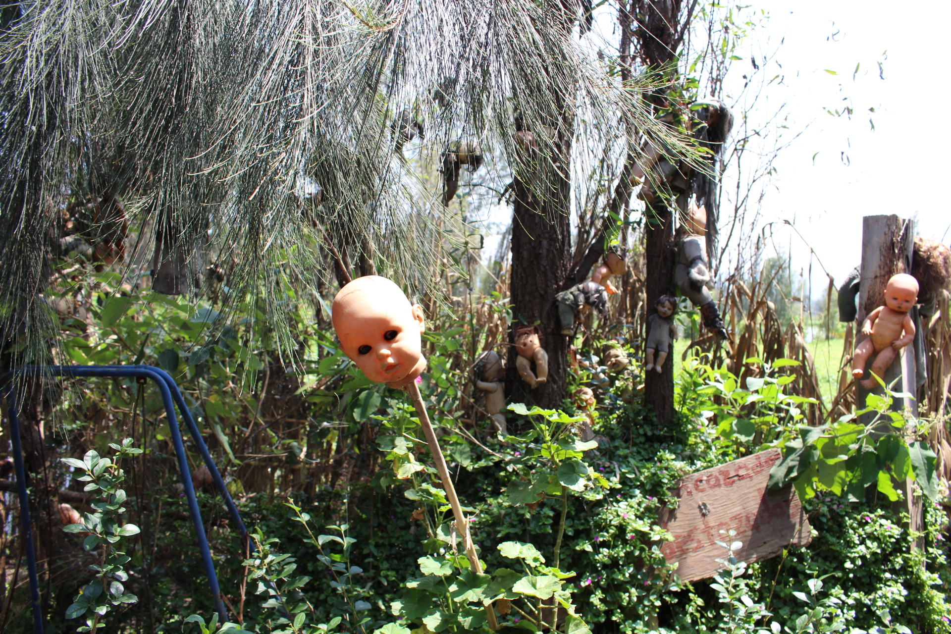 Cabeza de muneca en estaca en la Isla de las Munecas, Xochimilco