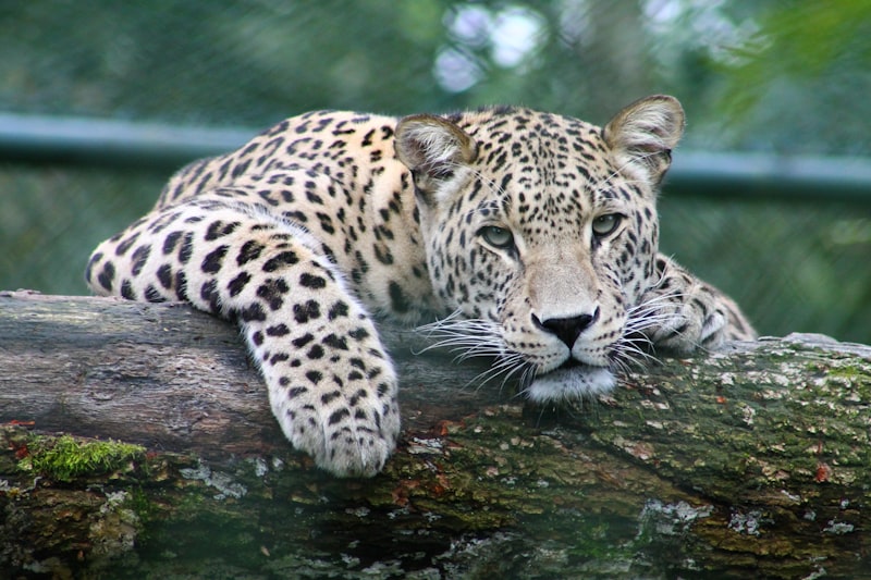 Jaguar en la selva, la forma nahual mas poderosa de la tradicion mexicana